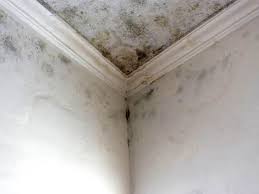 Why You Should Choose Our Mold Remediation Services in Lincolnshire, IL